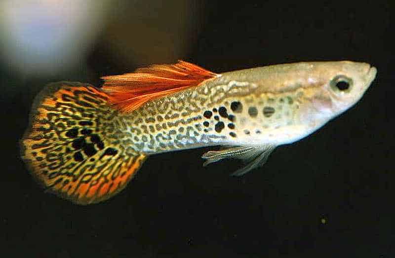 Rund hale guppy