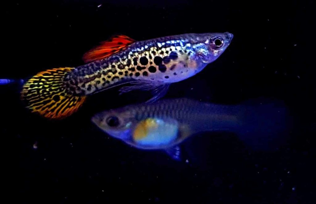 Rund hale guppy.