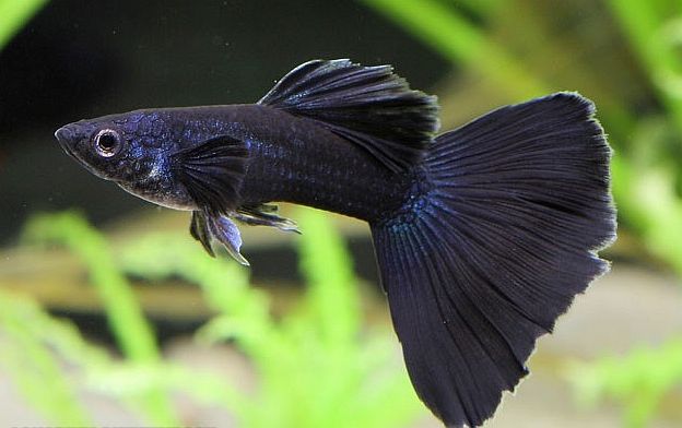 Sort guppy.