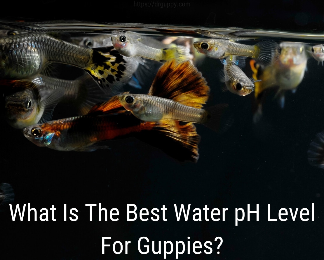 Guppy fisk vand PH niveau - ideelt antal