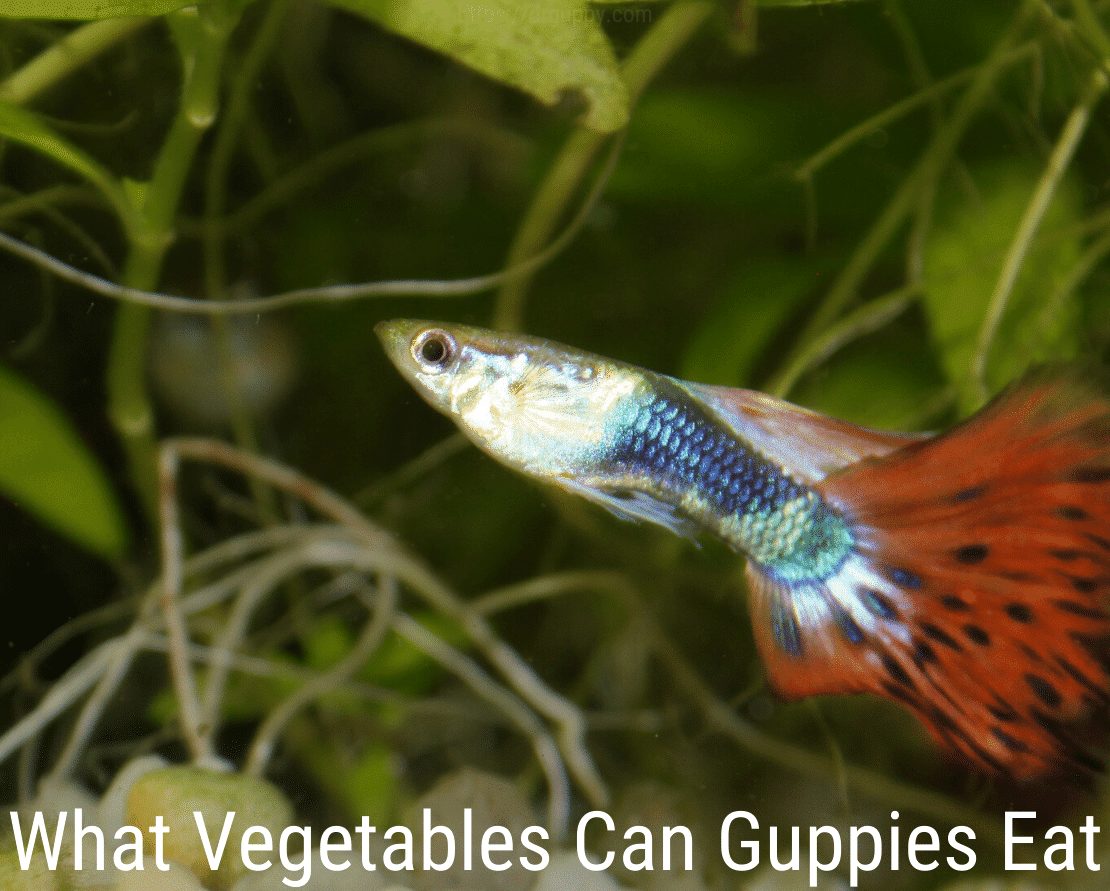 Hvilke grøntsager kan guppies spise