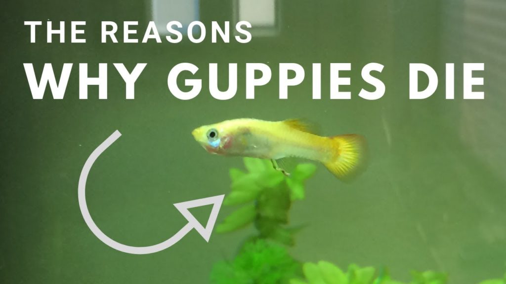 Hvorfor fortsætter mine guppies med at dø?