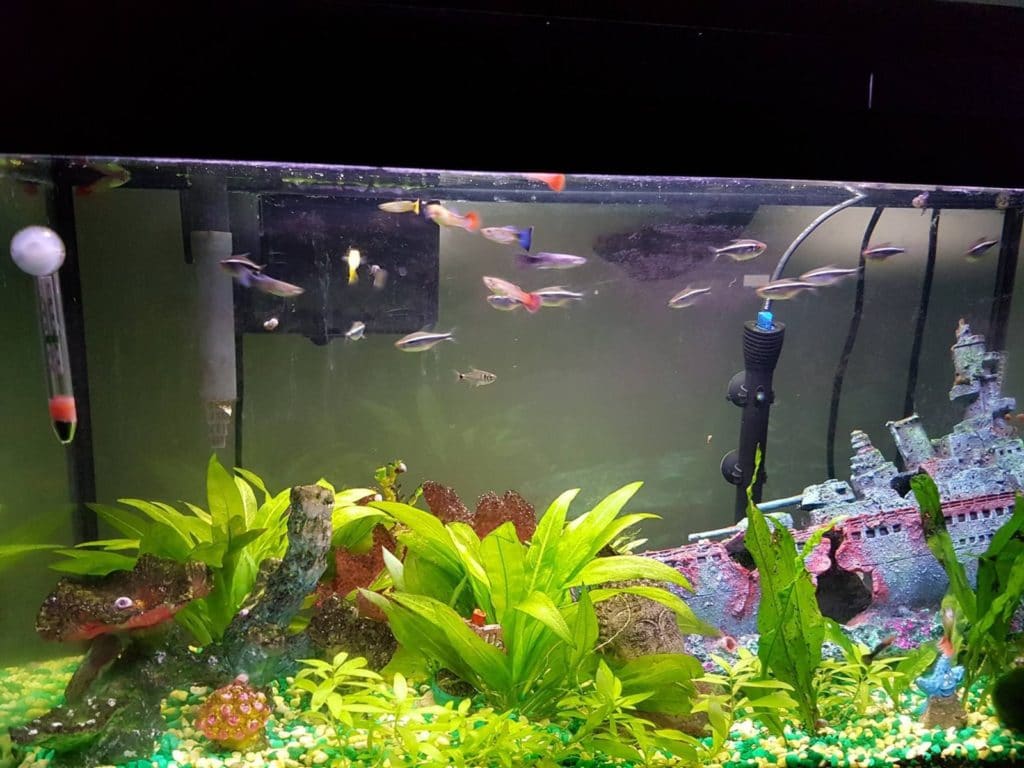 hvorfor bliver mine guppies i hjørnet?