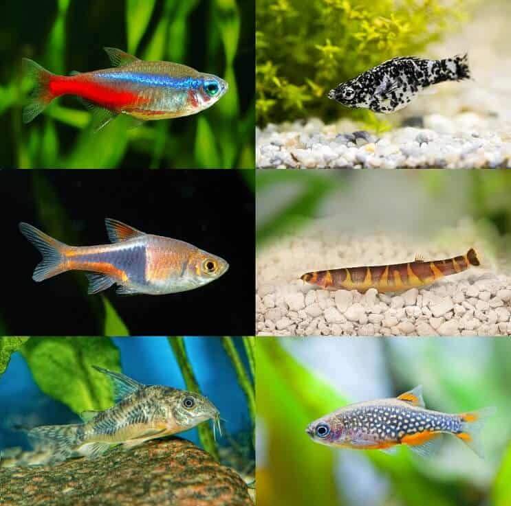 Bedste Betta Tank Mates