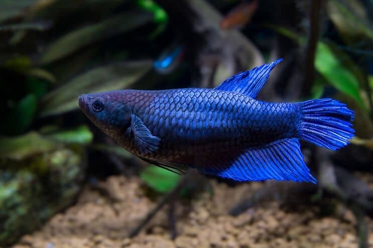 Kvinde Betta Fish