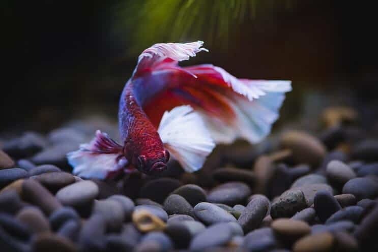 Betta fisk svømning