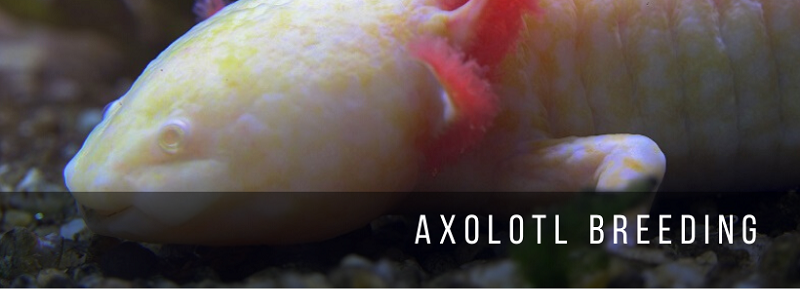 Axolotl opdræt