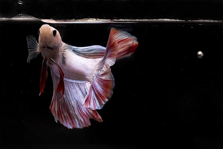 Betta fisk spiser
