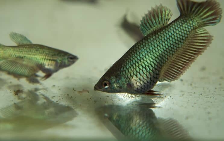 Unge Betta fisk spiser