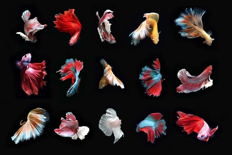 Typer af Betta Fish