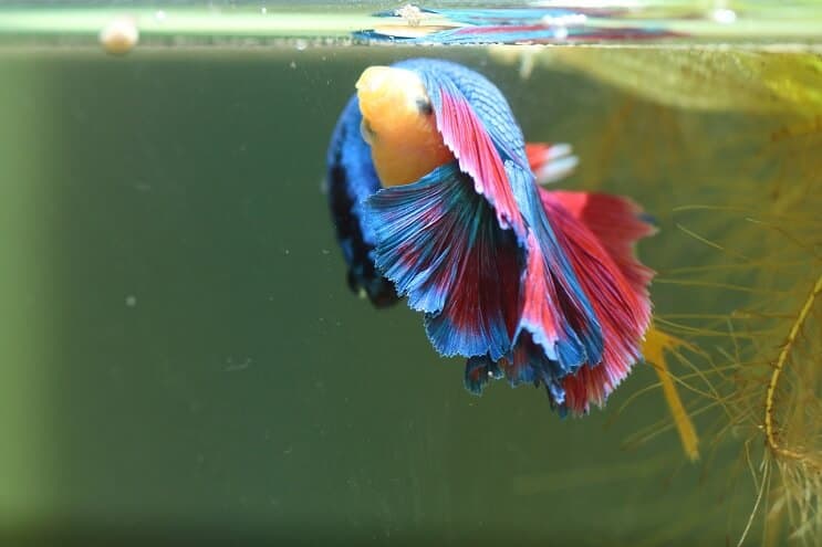 Bettas opdrætter mere