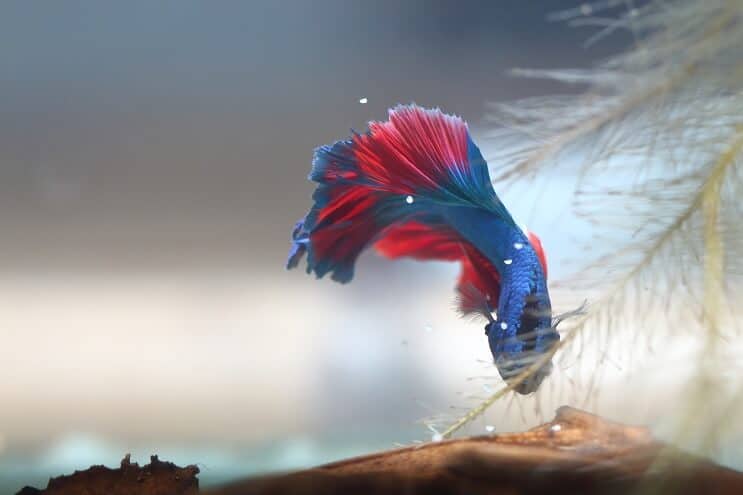 Betta samler æg