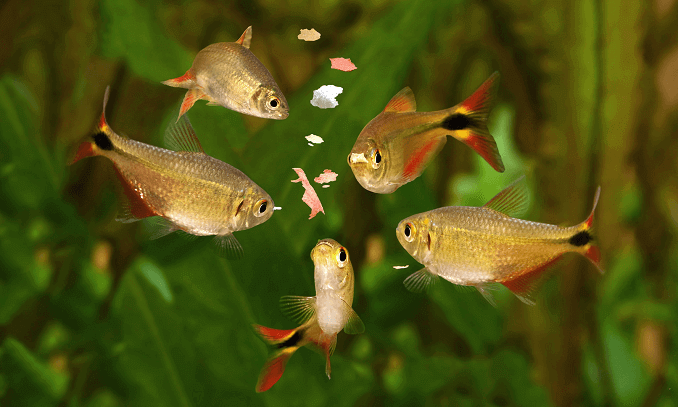 Fodring af fisk