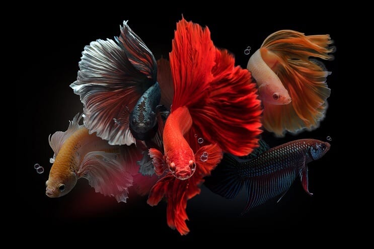 Mandlige Bettas