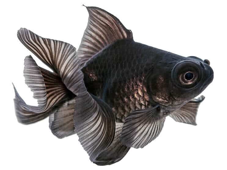 Sort teleskop guldfisk