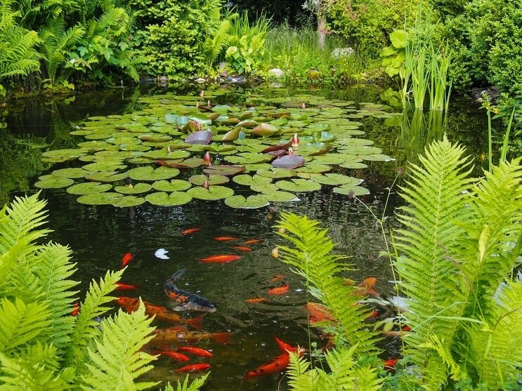 Guldfisk og Koi-dam