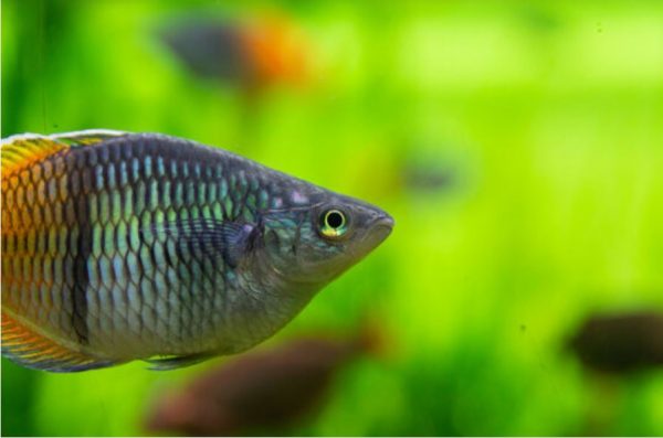 boesman regnbue fisk