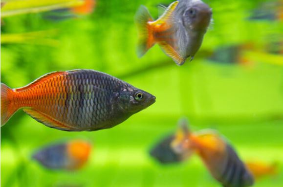 boesman regnbue fisk