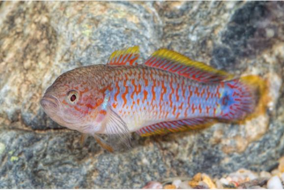 påfugl gudgeon