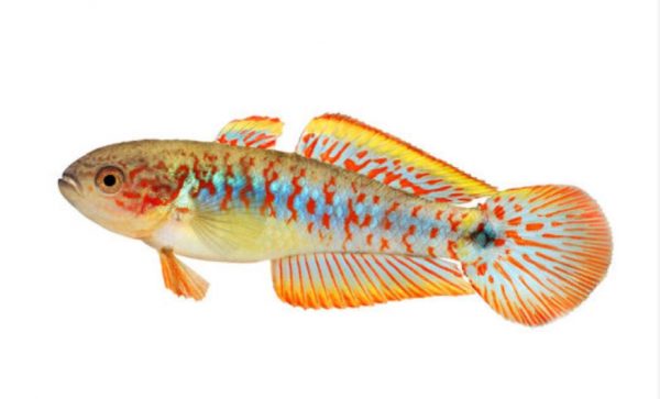 påfugl gudgeon