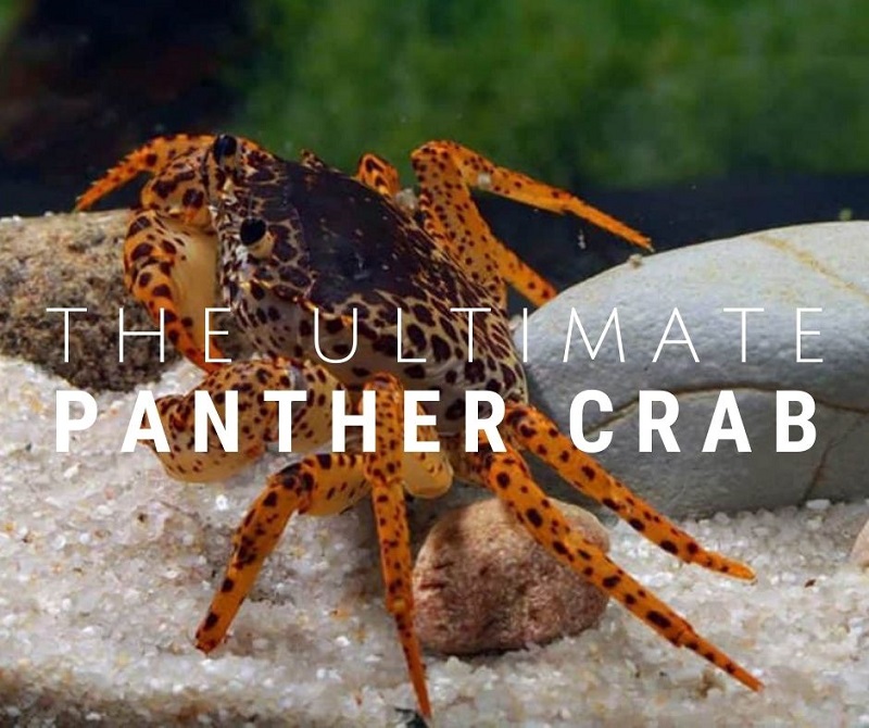 The Ultimate Panther Crab Care Guide