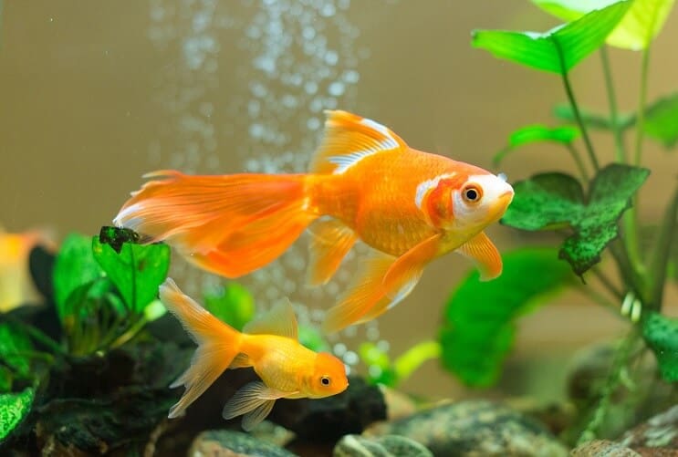 Guldfisk i et akvarium