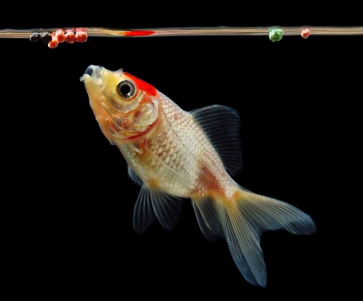 Guldfisk spiser