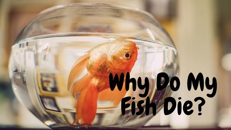 Hvorfor dør mine fisk?