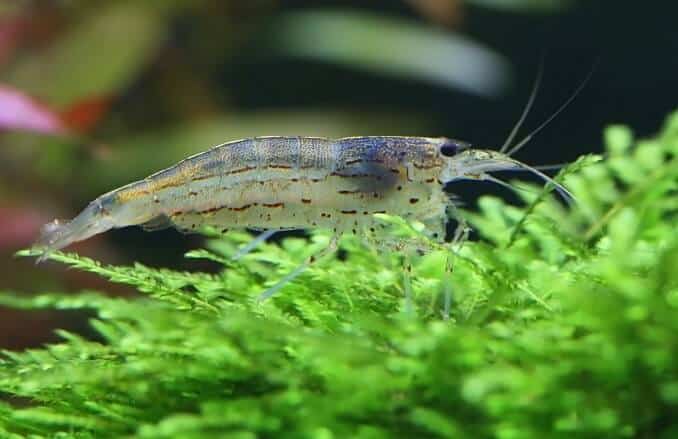 Amano rejer