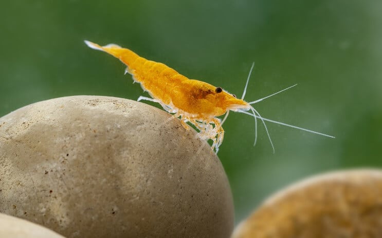 Neocaridina rejer