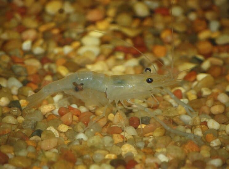 Indisk whisker rejer