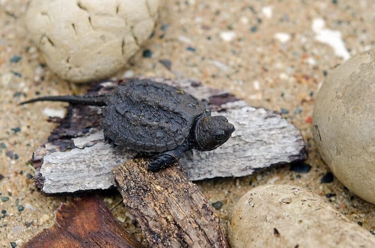 Baby Snapping Turtle