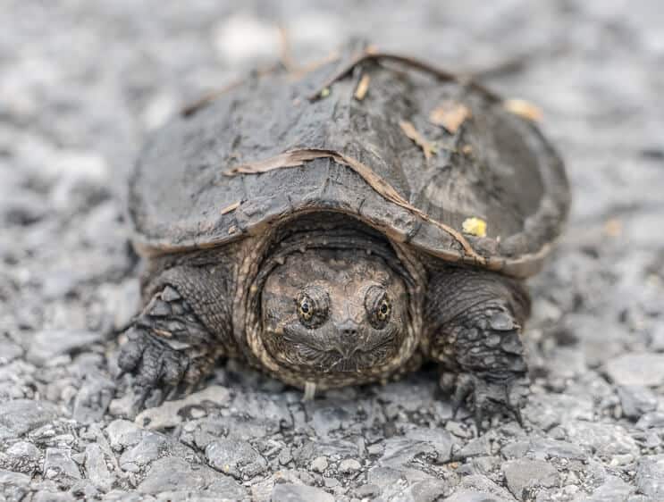 En baby snappende skildpadde