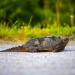 Almindelig snappende skildpadde