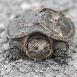 En baby snappende skildpadde