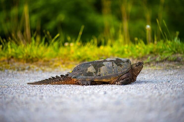 Almindelig snappende skildpadde