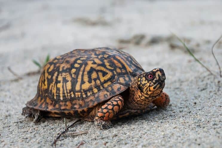 Eastern Box Turtle Udseende