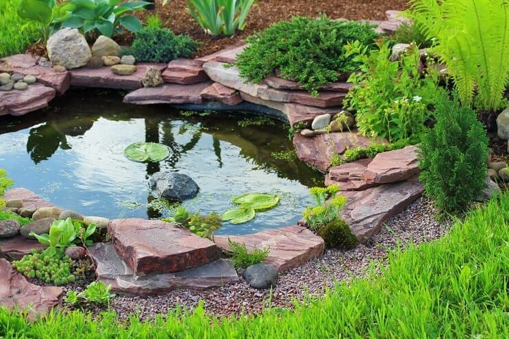 Turtle Pond Setup