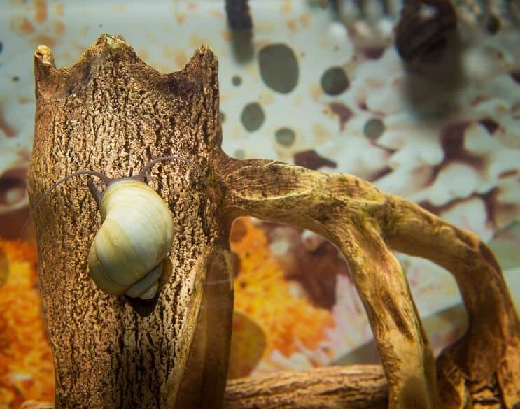 Mystery Snail Oversigt