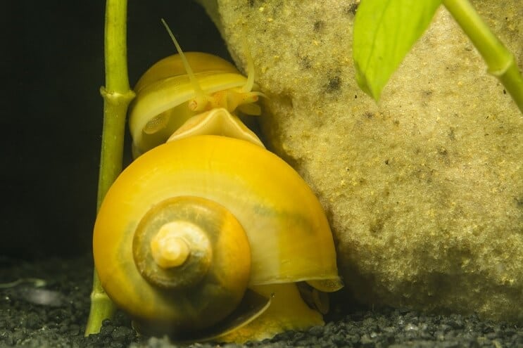 To Mystery Snails