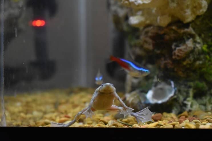 Afrikansk dværgfrø og neontetra