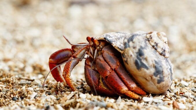 The Ultimate Hermit Crab Care Guide: Habitat, Food And Much More…