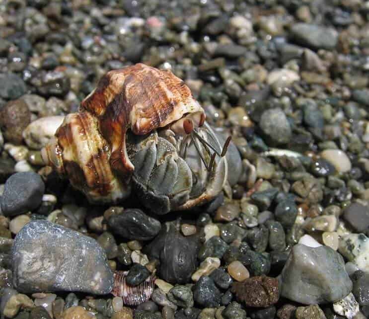 Ecuadoriansk eremitkrabbe