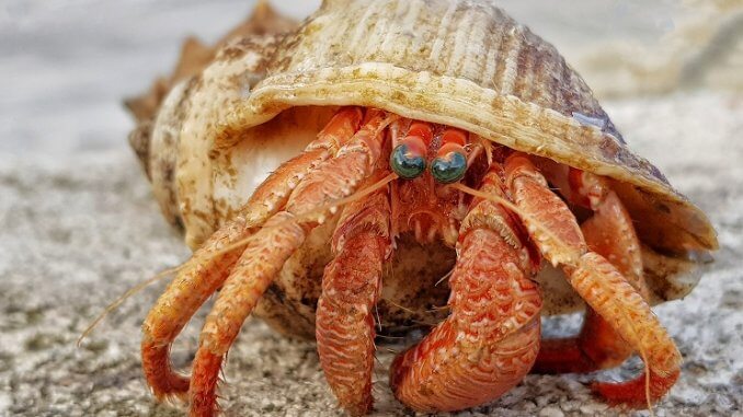 Hermit Crab Udseende