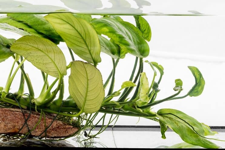 Anubias nana på drivved
