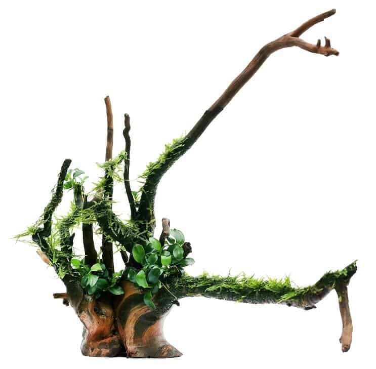 Anubias Nana og Java Moss
