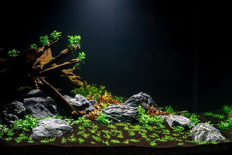 Plantning af akvariet