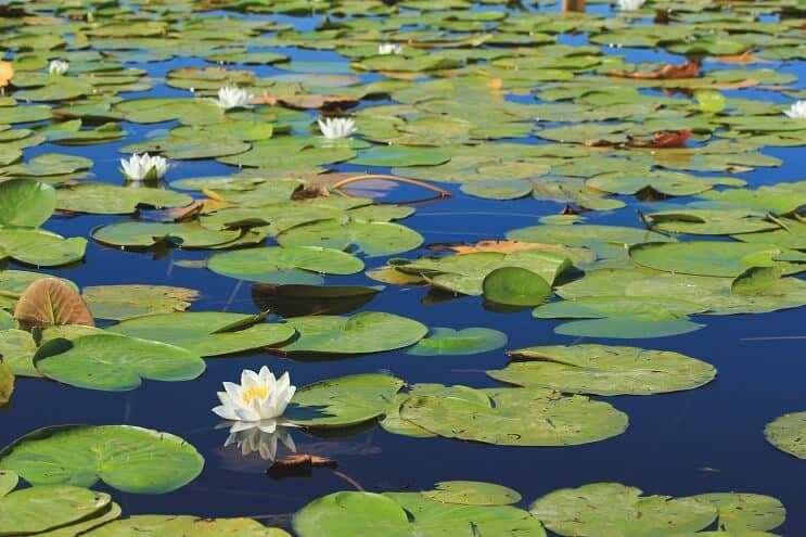 Dværgliljer (Nymphaea nouchali)