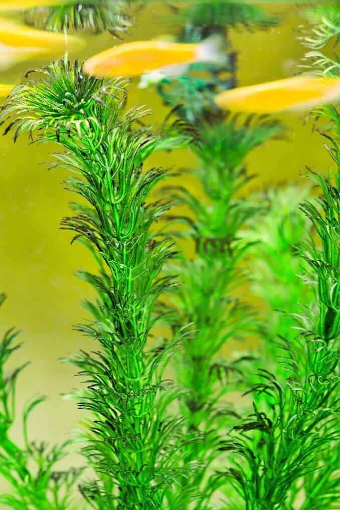 Hornwort: Den komplette plejevejledning