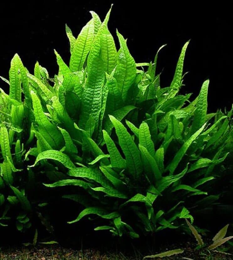 Java Fern udseende